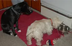 dogs.webp