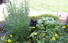 cat.webp