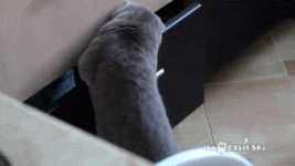 animals-oops-caught-via-George.gif