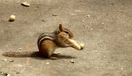 K1600_022.webp