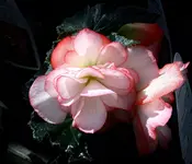 K1600_032.webp