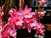 K1600_033.webp