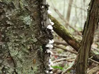 DSCN1372.webp