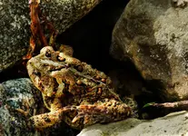 Toad 1-2.webp