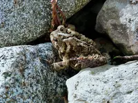 Toad 1.webp