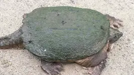 1526324022643.webp
