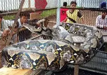 World's-Biggest Snake-Reticulated-python.webp