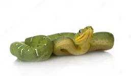 depositphotos_10869468-stock-photo-emerald-tree-boa-corallus-caninus.webp