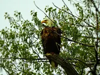 eagle_01.webp
