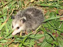 possum 010.webp possum 010.webp