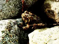 Toad 1 redo.webp