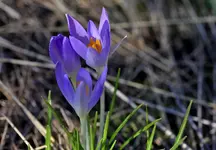 0033.webp