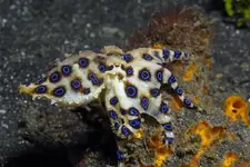blue-spotted-octopus.webp