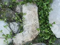 DSCN1233.webp