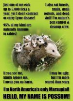 Possum-Facts.jpg