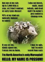 Possum-Facts.webp Possum-Facts.webp
