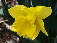walk 032418 2.webp