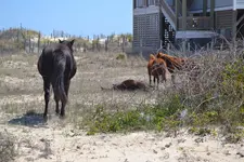 2012_0625Mttohuntdeer4th0178.webp
