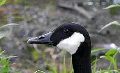 076.webp
