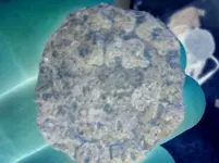 huntmysterynegative.webp