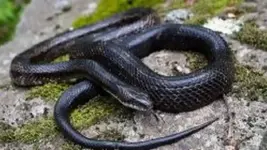 BlackRatSnake_610219_7.webp