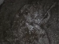 KU1SGZ5.webp
