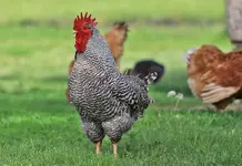 0444.webp