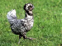 0333.webp