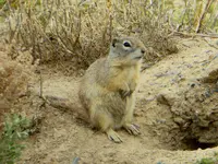 critters 4 18 3.webp