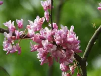 DSCN1750-2.webp