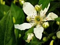 DSCN1617.webp