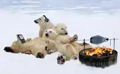 Polar Bears.webp