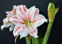 Amarhyllis 1.webp