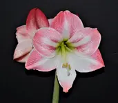 amarhyllis 2.webp