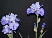 Iris 1.jpg