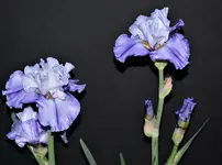 Iris 1.webp