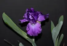 Iris 2.webp