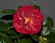 Rose 1.webp