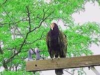 buzzard1.webp buzzard1.webp