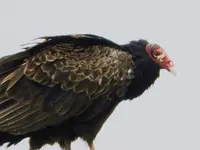 buzzard2.webp buzzard2.webp