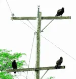 buzzards.webp buzzards.webp