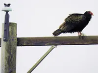 buzzard3.webp buzzard3.webp