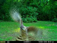 Hawk 2.webp