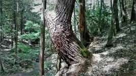 IndianPtrTree1.webp