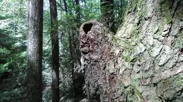 IndianPtrTree2.webp
