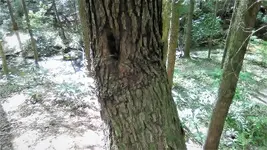 IndianPtrTree3.webp