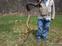 Nova Scotia Snake.jpg