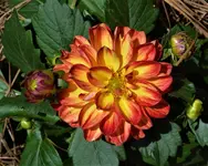 Dahlia 4.webp