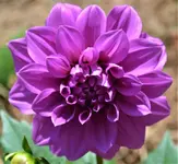 Dahlia 5a.webp