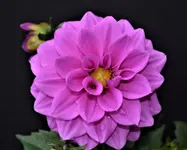 Dahlia 5b.webp